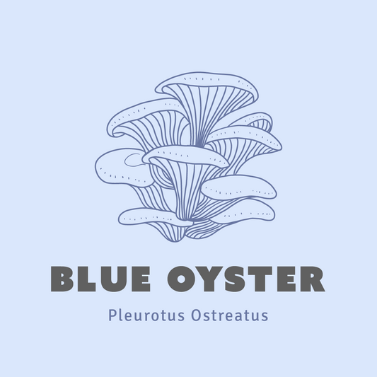 Blue Oyster Mushroom Liquid Culture