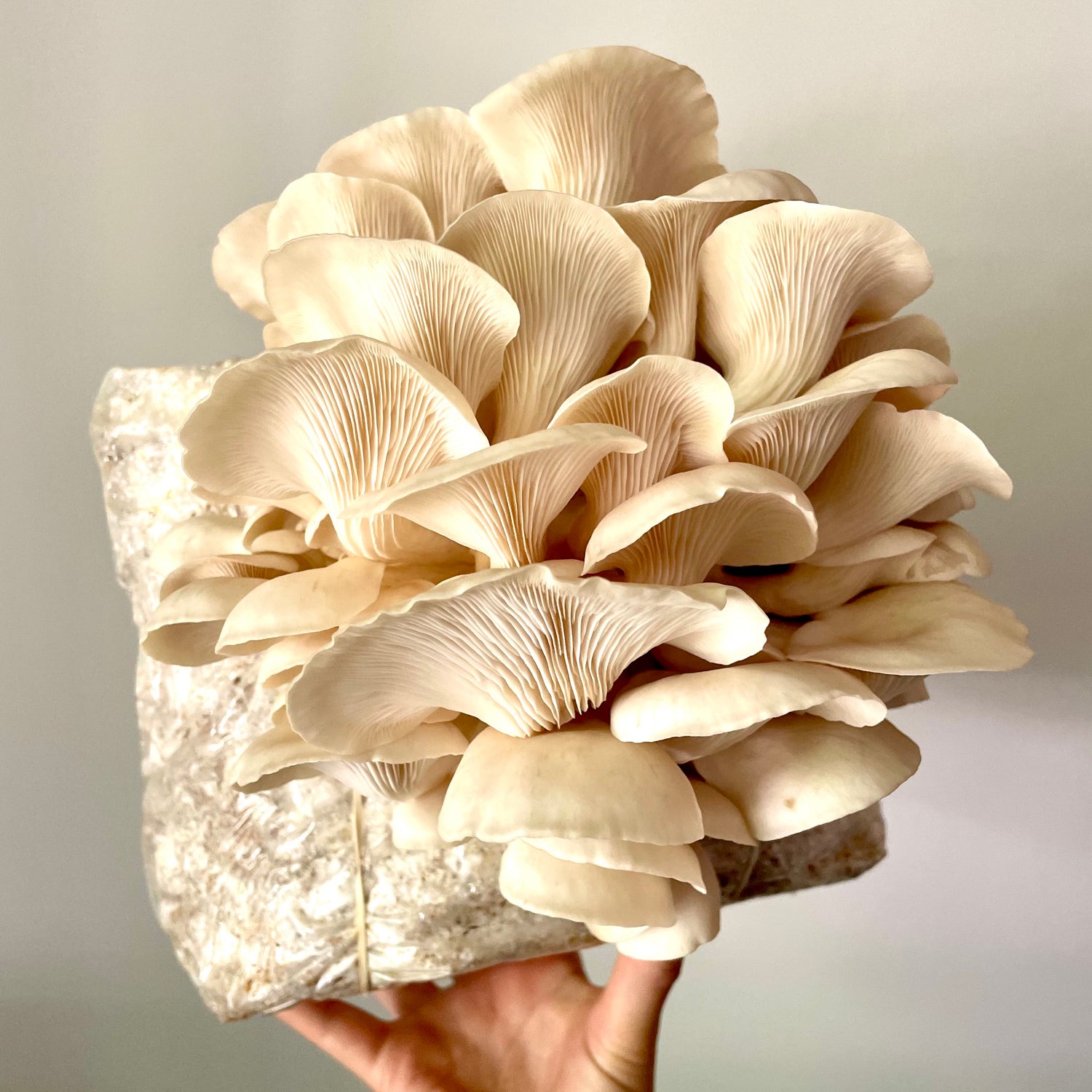 Elm Oyster Mushroom fruits growing from a substrate bag