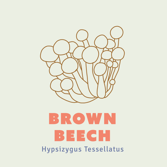 Brown Beech Mushroom Liquid Culture