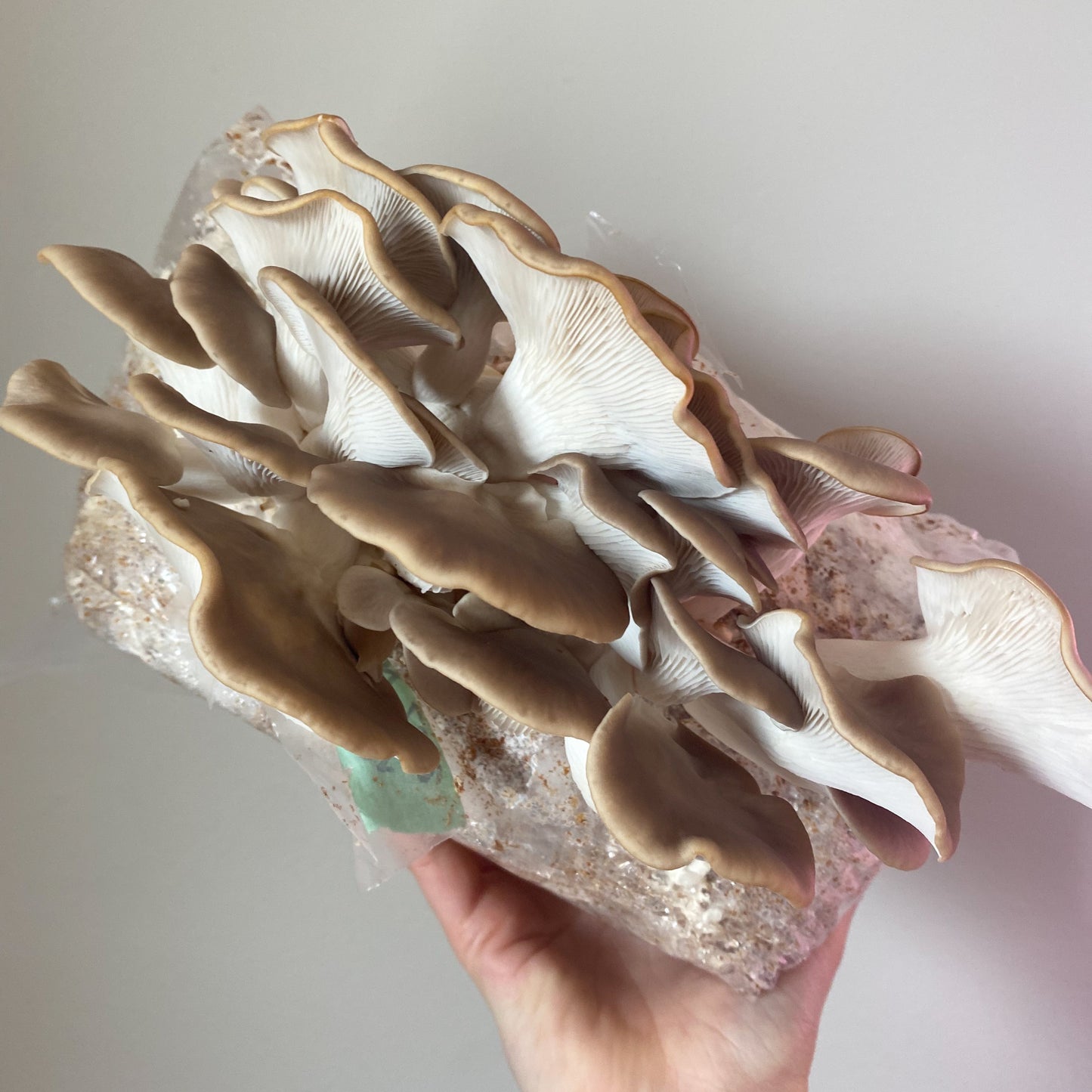 Brown Oyster Mushroom Liquid Culture