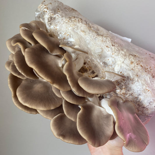 Brown Oyster Mushroom Liquid Culture