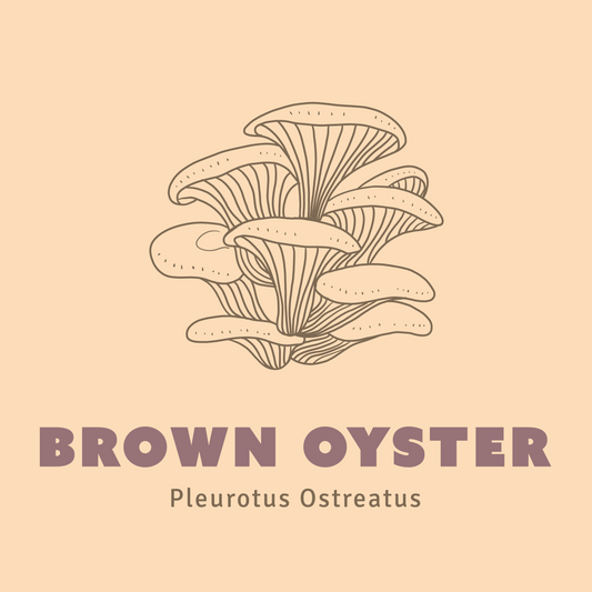Brown Oyster Mushroom Liquid Culture
