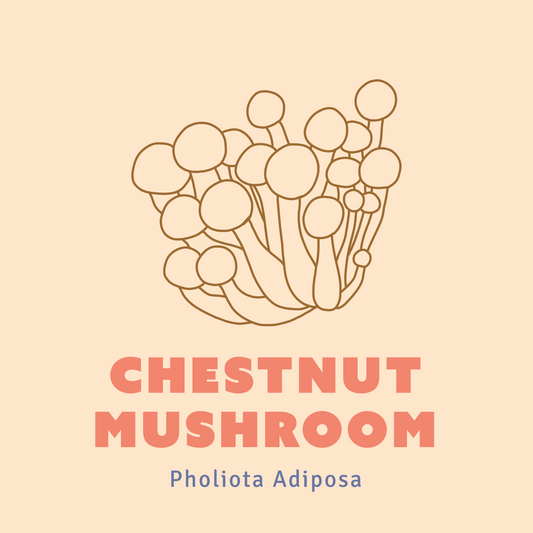 Chestnut Mushroom Liquid Culture