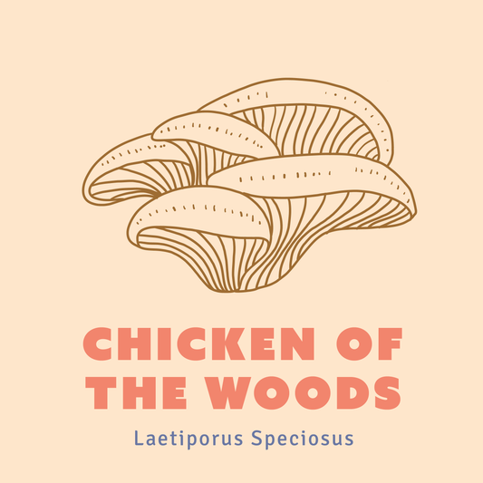 Chicken of the Woods Mushroom Liquid Culture