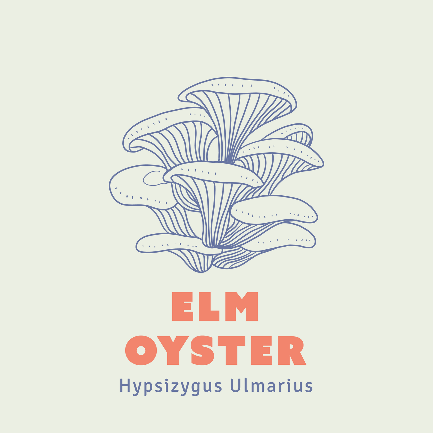 Elm Oyster Mushroom Liquid Culture