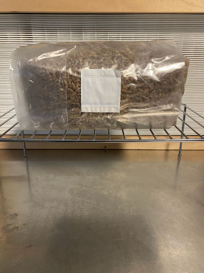 Sterilized Grain Bags (Whole Oat, Rye Berry, & Mix w/ Millet)