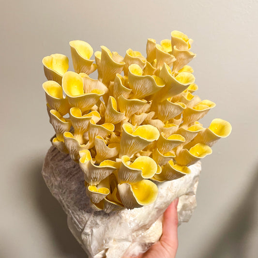 Yellow Oyster Mushroom Liquid Culture